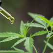 Cannabisextrakt: G-BA soll zügig entscheiden Cannabispflanze und Pipette