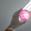 Ehec-Infektionswelle von MV nach NRW verlagert Foto: Eine Person hält eine Agarplatte mit Enterohemorrhagic Escherichia coli hoch.