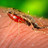 Malaria: So wird die Infektion behandelt Malaria: So wird die Infektion behandelt