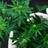 Schmerzmediziner beklagen Cannabis-Chaos Cannabis-Pflanze