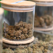 Cannabis-Diebstahl: „Es ist eine Katastrophe“ Cannabis-Diebstahl: „Es ist eine Katastrophe“