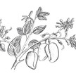 5-HTP und Griffonia Simplicifolia – aktuelles Wissen