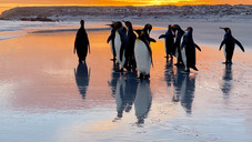 PTA und Pinguine PTA und Pinguine