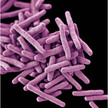 Mycobacterium tuberculosis 1 CDC Tuberkulose: GSK-Impfstoff macht Hoffnung