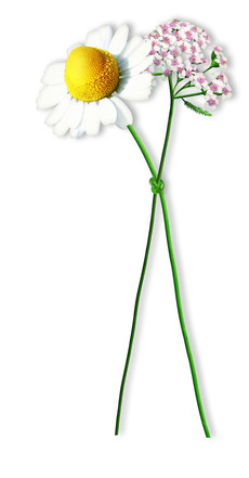 Kamillan Blumen Knoten nk2