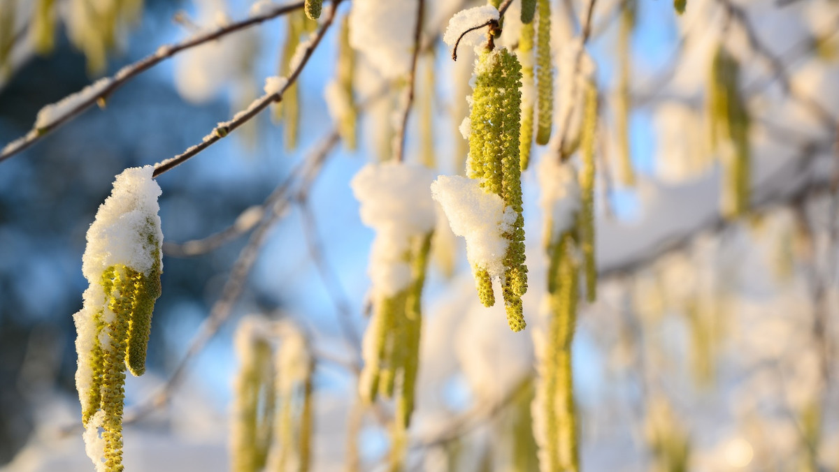 Pollenflug startet früher als erwartet: Allergiker aufgepasst!