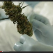 Cannabis OMK1-screenshot Cannabis hilft bei Schmerz und Krämpfen