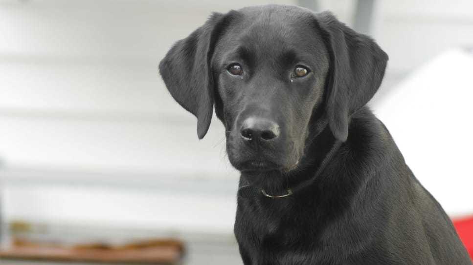 Frau steckt Kopf in Notdienstklappe und wird von Hund gebissen