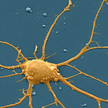 nervenzelle mpg Gedächtnis: Wirkmechanismus entschlüsselt