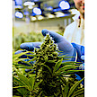 Viele Tilray Cannabisblüten-Kultivare wieder verfügbar