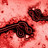 Ebola: Mehr als 100 Tote Ebolavirus unter dem Mikroskop
