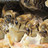 Apothekerin mietet Bienenvolk Mehrere Bienen.