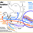 Niedriger intraduodenaler pH-Wert bestimmt die Wahl der Substitutionsenzyme - Rizoenzyme auch bei reduzierter Bicarbonatsekretion des Pankreas effektiv wirksam