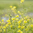 Schaper & Brümmer gelingt erste Sortenanmeldung von Baptisia tinctoria (L)