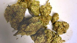 Ohne Anwalt: Patient erstreitet Cannabisblüten Cannabisblüten