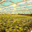 Cannabis-Schmerzmittel: BMG will sich nicht einmischen Cannabis-Plantage von Vertanical