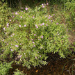 epilobium hirsutum wikipedia frankvincentz cc by sa 3 0 EMA empfiehlt drei Phyto-Klassiker