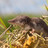 Borna-Virus: Erneut Todesfall in Bayern Borna-Virus: Erneut Todesfall in Bayern