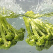 broccoli in wasser CDC Debora Cartagena Brokkoli-Sprossen bei Diabetes