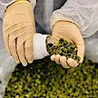 Erste Cannabis-Blüten primärverpackt