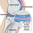 Ernährungsphysiologische Evaluierung mit CH-Alpha PLUS abgeschlossen