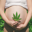 Bei Kinderwunsch kein Cannabis Bei Kinderwunsch kein Cannabis