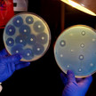 Petrischalen hemmhoefe CDC Neues Antibiotikum besteht Phase-II-Studie