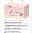Pycnogenol® verbessert unterschiedliche Hautparameter Neue Studie zeigt positive Effekte auf Hauteigenschaften
