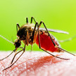 Dermatologen warnen vor „unerwünschten Reise-Souvenirs“ Mosquito auf der Haut eines menschen