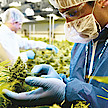 Tilray Cannabisblüten: Vertrauenswürdige Produkte in hervorragender Qualität