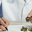 Medizinalcannabis: Öffentliche Diskussion mit Gesundheitsexperten