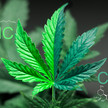 THC und CBD: Was sind wesentliche Unterschiede? THC und CBD: Was sind wesentliche Unterschiede?