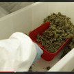 Cannabis OMK3-screenshot Cannabis-Feldversuch in Apotheken