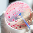 Vaborem: Neues Reserveantibiotikum Vaborem: Neues Reserveantibiotikum