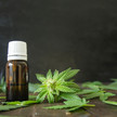 Chaos bei hochkonzentrierten Cannabis-Extrakten Chaos bei hochkonzentrierten Cannabis-Extrakten