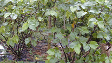 Der Kampf um Kava-Kava Der Kampf um Kava-Kava