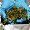 Cannabis-Blueten vor Extraktion bei Bionorica Cannabis-Odyssee: Patient sucht Penelope
