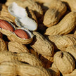 Erdnussallergie: Ausnahmegenehmigung für Erhaltungstherapie Erdnussallergie: Ausnahmegenehmigung für Erhaltungstherapie