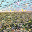 Exilby: Das kostet das neue Cannabis-Medikament Plantage von Vertanical mit Cannabispflanzen