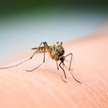Malaria-Fälle in Frankfurt: Stadt rät zu Mückenschutz Malaria-Fälle in Frankfurt: Stadt rät zu Mückenschutz