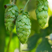 hopfen zapfen manfi.b wikipedia CC BY-SA 3.0 Mit Hopfen gegen Krebs