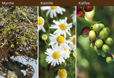 MYRRHE KAMILLE KAFFEE