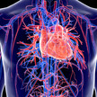 Herz-Kreislauf-Erkrankungen: Neue Ansätze durch KI? Herz-Kreislauf-Erkrankungen: Neue Ansätze durch KI?