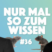 Mayd, First A & Co: Das große Rattenrennen Mayd, First A & Co: Das große Rattenrennen