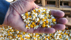 kamille einkauf aegypten heinrich klenk schwebheim 3 03 Kräuter für Apotheken