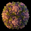 Poliovirus CDC Meredith Boyter Newlove James Archer Polio noch nicht besiegt: Sorge um Impfquoten